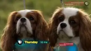 NOVA: DOGS DECODED