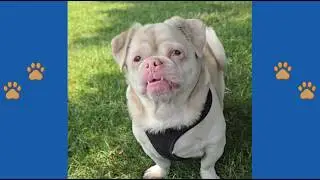 This Albino Dog Has a Human Face and REFUSES Normal Food! The Story of Cookie the Miracle Pug..