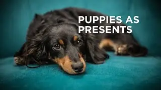 ACS warning against giving pets as presents for Christmas
