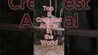 Top 5 Creepiest Animal in the World #animals #viral