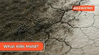 What Kills Mold?