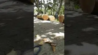 jual beli kayu log