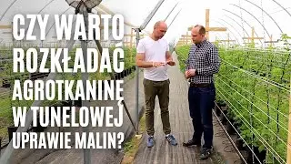 Czy warto rozkładać agrotkaninę w tunelowej uprawie malin?
