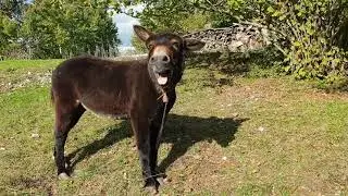 DONKEY Sound