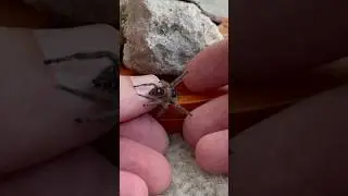 Would you trust this Spider?  Female Regal Jumping Spider?👀 #phidippusregius
