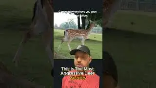 All About Fallow Deer