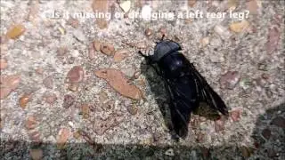 horsefly moving in circles