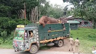 Rolex Caught By Kumki 