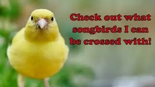 10 songbirds successfully crossed with the canary to produce the hybrid