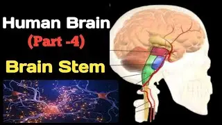 Brain stem | Brain Stem Parts and Functions | Brain Stem Physiology | Science with Shah | Our Brain