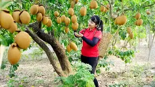 Harvest Sapodilla, goes to the market to sell - Harvesting and Cooking |Tieu Vy Real Life