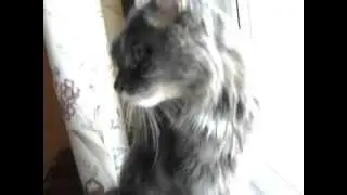 марик