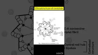 Ultrastructure of centriole | neet biology | class 11th biology | @inditeaching 