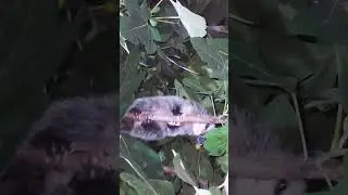 Opossum In A Tree | #animals #wildlife #nature #opossum