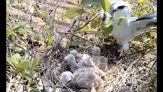 Nature’s Beauty: A Mother Bird’s Care and Dedication