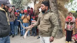 एक गांव में एक घर में 3 कोबरा सांप एक साथ साहनी रक्षक रेस्क्यू टीम ने किया रेस्क्यू 