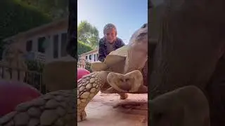 Morning in the life of Tiptoe the tortoise ✨🐢💕🌸