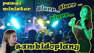 PAWAI MINIATUR SAMBIDOPLANG #pawaiminiature #treding ##soundhoreg #fypyoutube #soundsystemviral