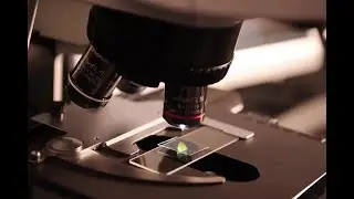 Children&rsquo;s Day Special | Under the Compound Microscope &ndash; A Student-Friendly Observation Guide.