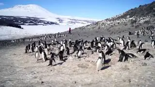 Cape Royds Adelie Penguins3