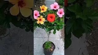 Новый метод прививки гибискуса #шорты #вирусный #прививка #гибискус