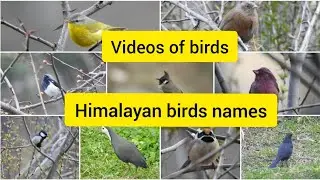 Birds Video - Birds of Himalaya - Himalayan birds with Names - birds in forest - bird watching