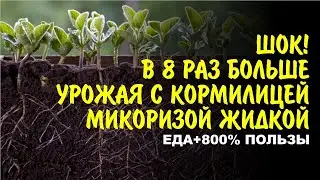 Революция в огороде и саду! Инновационная жидкая Микориза увеличивает корни до 8 раз.