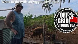 Что мне делать со своим агрессивным кабаном 🐗 🤔?