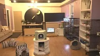 New cats-only hotel opens in Eastown