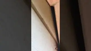 How Bats Got Into the Attic of an Augusta, Georgia Home
