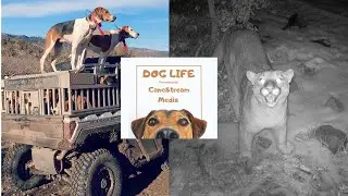 Dog Life: Shorty Gorham (All Parts)