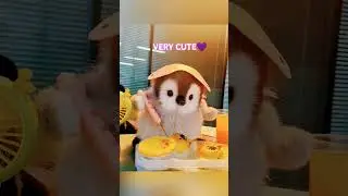 #animals #penguin #adorable #hedgehog #pet #cute #pet #cute #babyanimals #cute #babyanimals #cutea