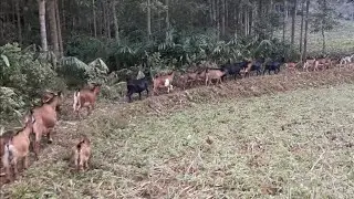 How does the army of goats eat in the forest?