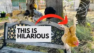 Clucky Cam! ~ Chickens Gone Wild ~ Behind The Scenes ~ Funny 
