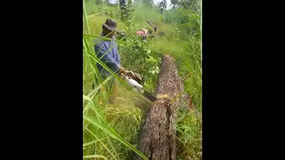 Heavy Machine Pruning Agriculture - INVENTION TECHNOLOGY Move Large Tree