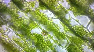 elodea cytoplasmic streaming