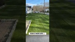 Jump start your lawn this spring: mow low, scarify, clean up, then fertilize for a lush green lawn!
