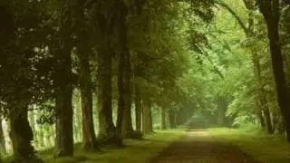 Forest Piano : Dan Gibson - Beauty Abounds