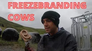 FREEZEBRANDING COWS | VLOG 23: Freezebranding and Riggit Galloway bull