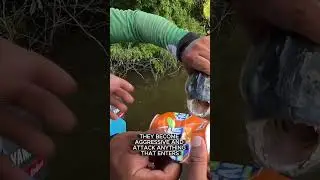 🐟 Savage Piranhas 😱 The Amazon&rsquo;s Deadly Fish 💀🌊