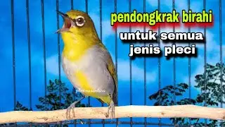 Pleci Betina Birahi Memanggil Jantan || Call Pleci Betina Bustomi Gacor