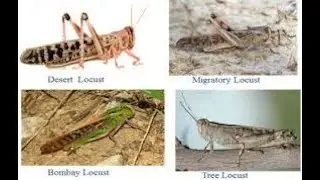 Ways to stop LOCUST|Effects of LOCUST|About LOCUST|#9