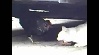 chicken steals cat  food