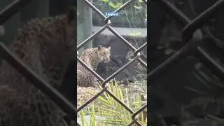 Leopard at Katraj Zoo, Pune | Rajiv Gandhi Zoological Park || UnitedJoy