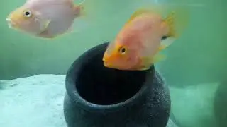 Parrot Fish Full Details Telugu