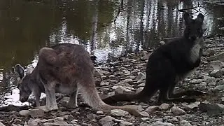 Waterhole visitors on ltl-5210A trail camera, Thanes Creek QLD