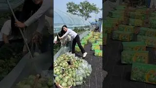 Cucumber natural harvesting from farmers with rural farming life #2024 #harvesting #cucumber