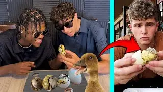 Americans try BALUT - Fertilized Duck Egg | Exotic Delicacy Food