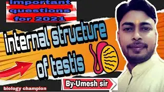 INTERNAL STRUCTURE OF TESTIS