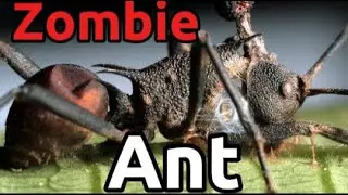 The Terrifying Secret Behind the Zombie Ant Fungus